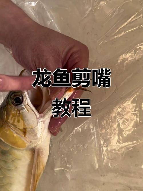 龍魚翹嘴圖片欣賞大全