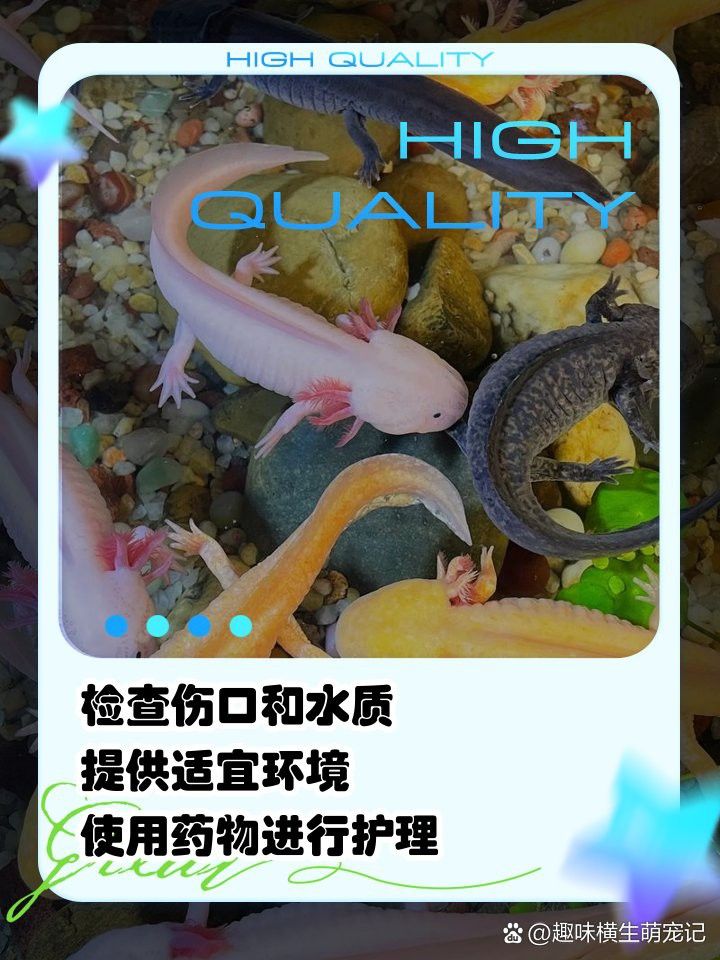 六角恐龍魚腳爛自愈后會留疤嗎？