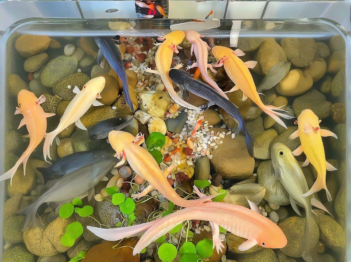 六角恐龍魚腳爛自愈后會留疤嗎？