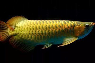 龍魚喂食頻率：龍魚的喂食頻率應根據其生長階段、體型大小以及水質狀況決定