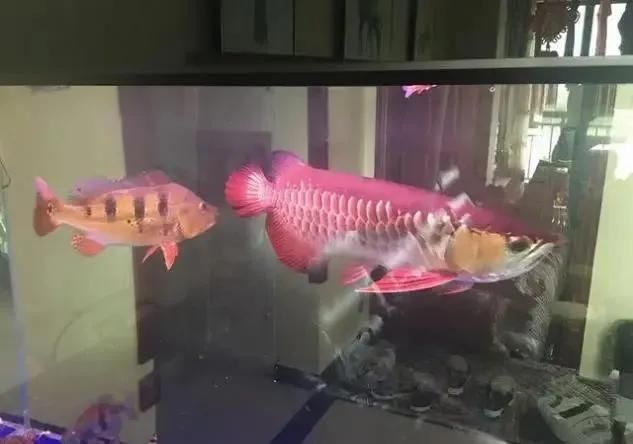 金龍魚,和藍(lán)底過背有什么區(qū)別那種好 金龍魚,和藍(lán)底過背有什么區(qū)別那種好 龍魚百科 第8張