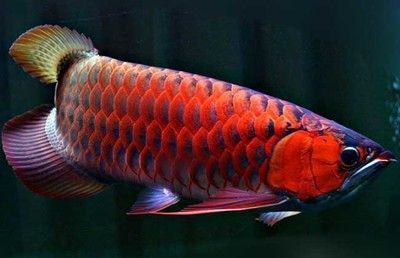 紅龍魚最高價格是多少（世界上最貴的血紅龍魚，1斤200萬）