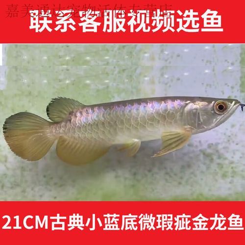 金龍魚介紹圖文
