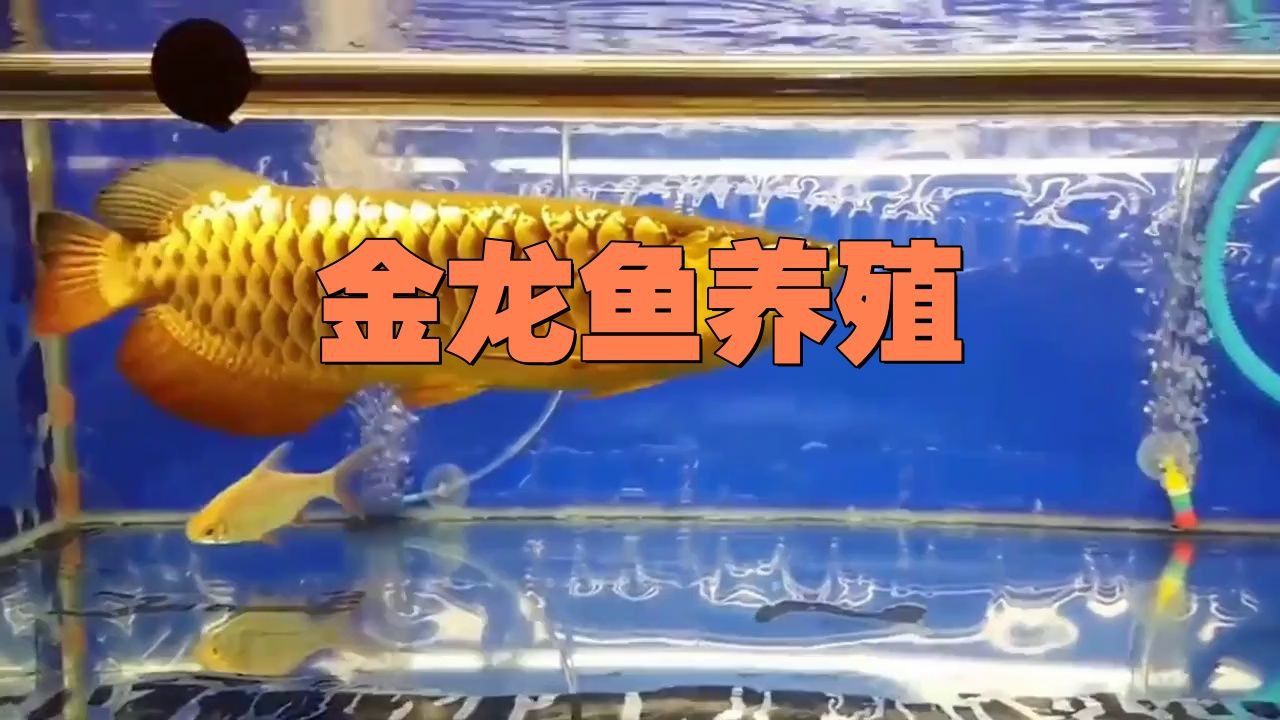 過背金龍的最佳飼養環境參數 過背金龍的最佳飼養環境參數 龍魚百科 第4張
