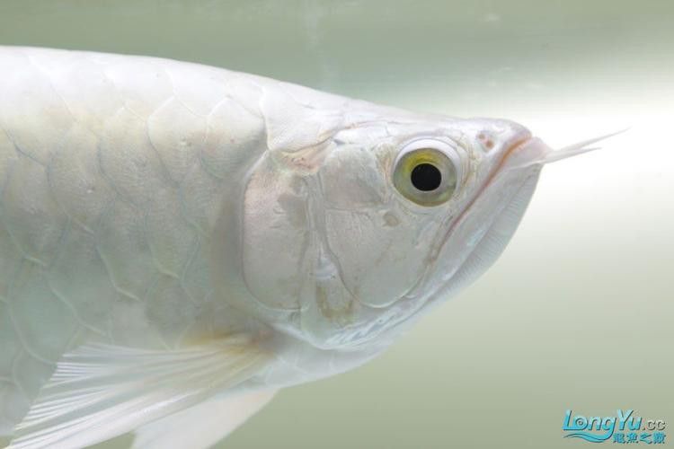 白金龍魚大概多少錢一條圖片