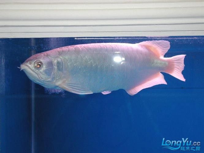白金龍魚大概多少錢一條圖片