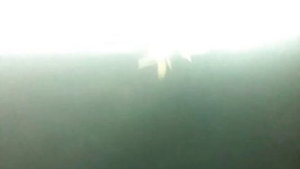 金龍魚日記300字：關于金龍魚的日記
