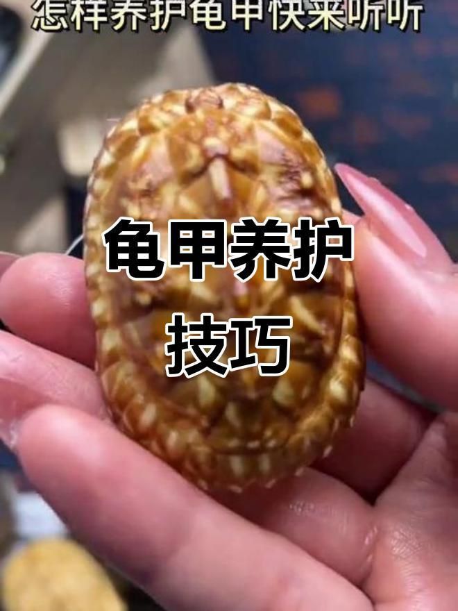 如何保持龜殼亮麗 如何保持龜殼亮麗 龍魚百科 第4張