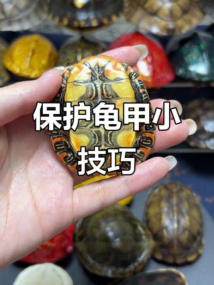 如何保持龜殼亮麗 如何保持龜殼亮麗 龍魚百科 第2張