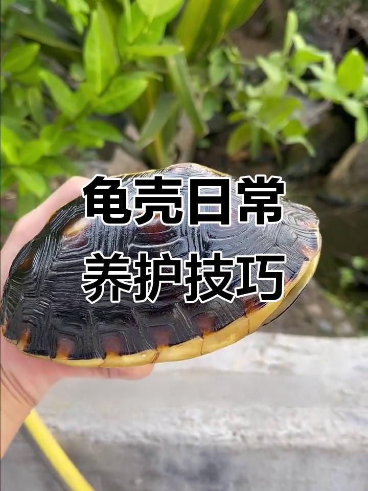 如何保持龜殼亮麗 如何保持龜殼亮麗 龍魚百科 第3張
