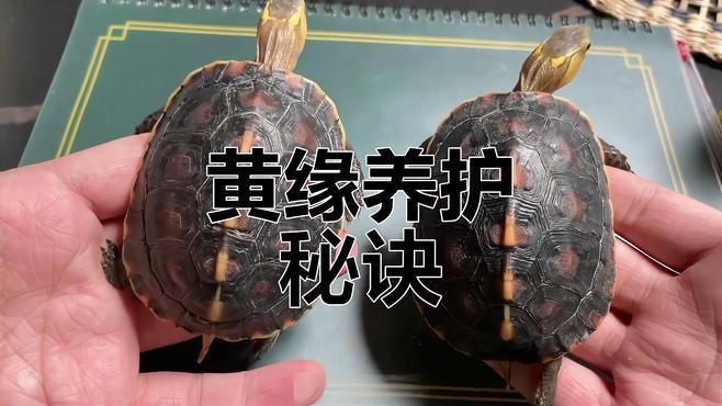 如何保持龜殼亮麗 如何保持龜殼亮麗 龍魚百科 第5張