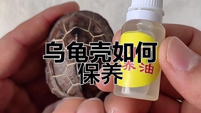 如何保持龜殼亮麗 如何保持龜殼亮麗 龍魚百科 第6張