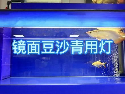 白玉龍魚怎么養殖視頻
