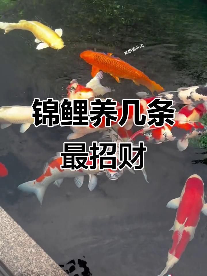 錦鯉養5條好還是7條好