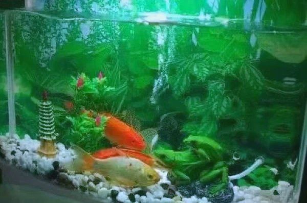 錦鯉養5條好還是7條好