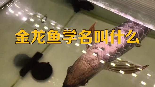 龍魚又叫什么魚