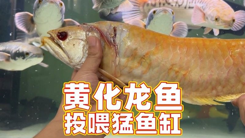 銀龍魚的視頻對多一點的才能行呢