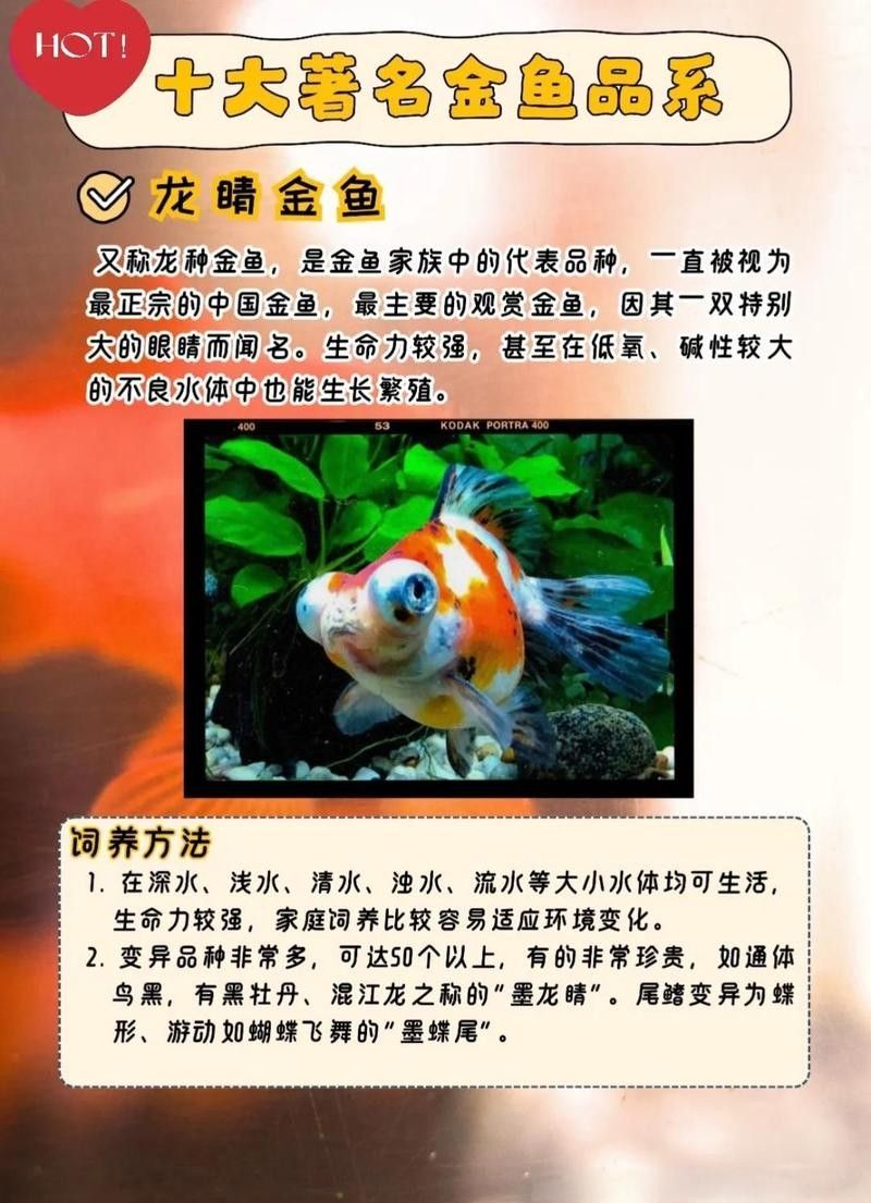 龍睛魚需要多大的養殖空間？