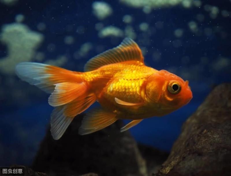 龍睛魚需要多大的養殖空間？