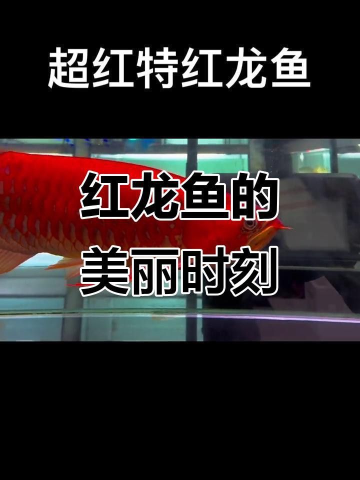 有哪些高清的紅龍魚壁紙？