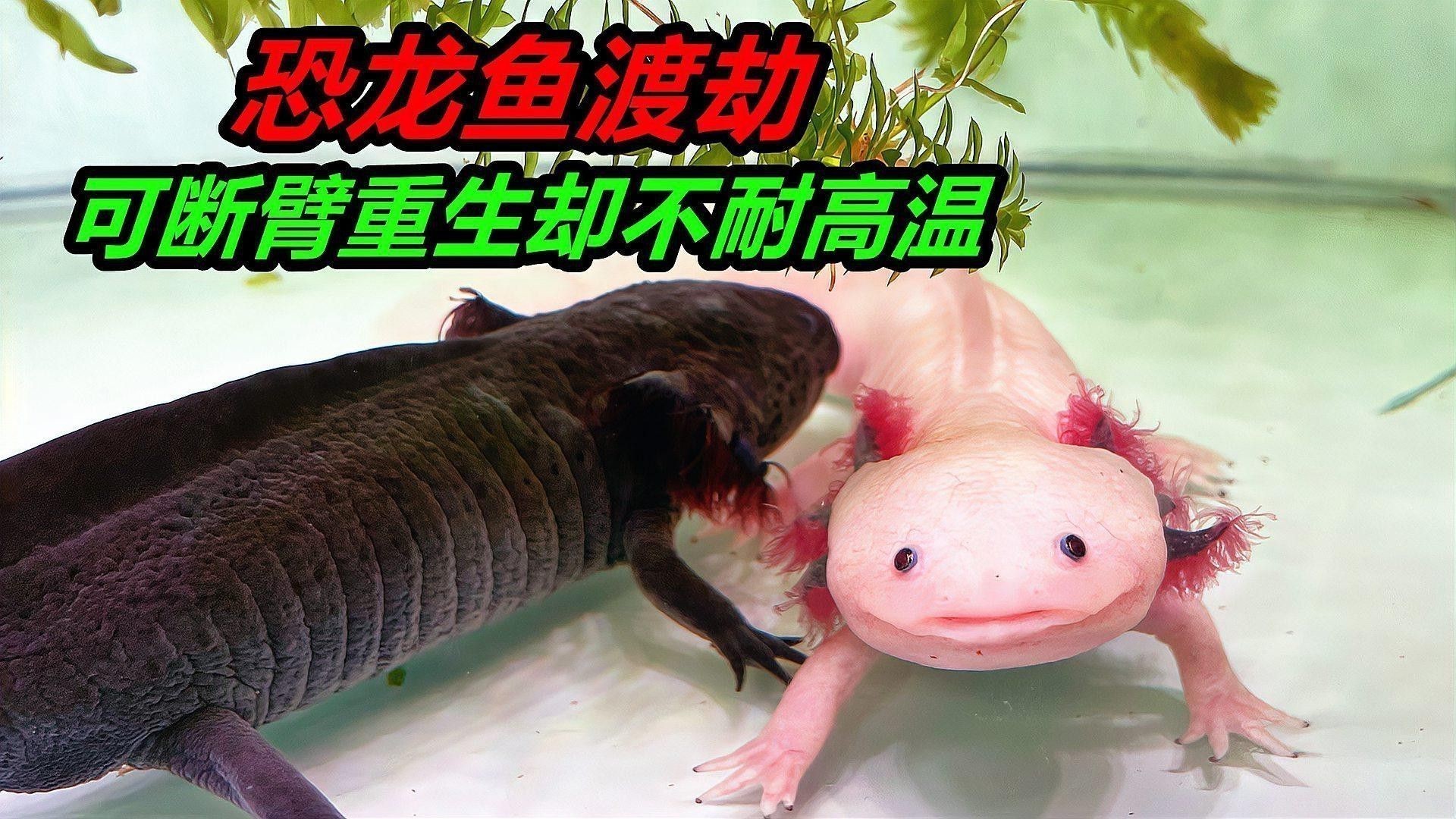 六角恐龍魚突然不吃東西怎么辦