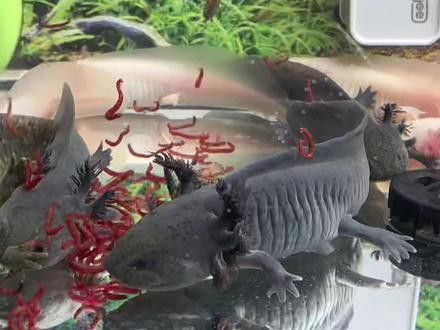 六角恐龍魚突然不吃東西怎么辦