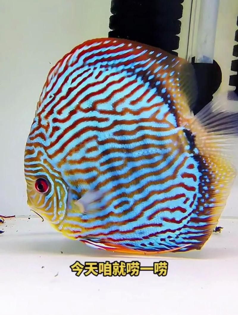七彩雷龍魚多大開始發色？