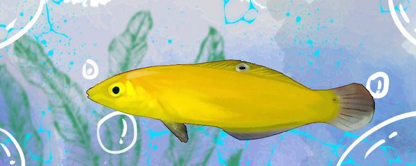 黃龍魚和什么魚一起養(yǎng):黃龍魚可以與什么魚混養(yǎng) 龍魚百科 第1張 黃龍魚和什么魚一起養(yǎng):黃龍魚可以與什么魚混養(yǎng) 黃龍魚和什么魚一起養(yǎng):黃龍魚可以與什么魚混養(yǎng) 龍魚百科 第1張