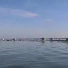 黃龍魚和什么魚一起養(yǎng)：黃龍魚可以與什么魚混養(yǎng) 黃龍魚和什么魚一起養(yǎng)：黃龍魚可以與什么魚混養(yǎng) 龍魚百科 第3張