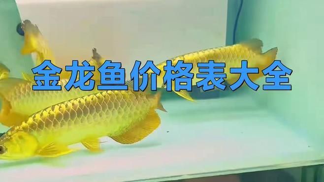 金龍魚價格多少錢一只 金龍魚價格多少錢一只 龍魚百科 第4張