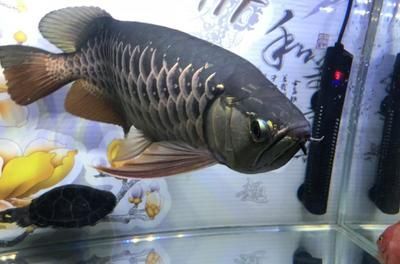 喂養(yǎng)龍魚的小魚最好是活的，營養(yǎng)價值豐富，并且相對安全：喂養(yǎng)龍魚的小魚最好是活的，