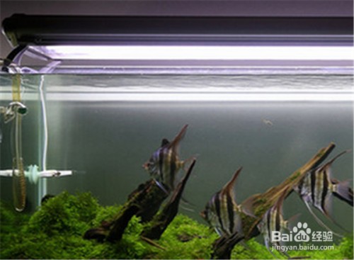 雷龍魚魚缸簡單好看造景視頻（雷龍魚造景水草選擇指南）