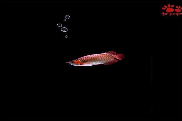 龍魚內臟受傷如何救治 龍魚內臟受傷如何救治 龍魚百科 第8張