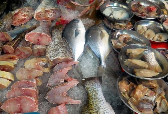 斑馬狗頭魚的日常飲食搭配：斑馬狗頭魚飼料自制方法,斑馬狗頭魚喂食量控制指南