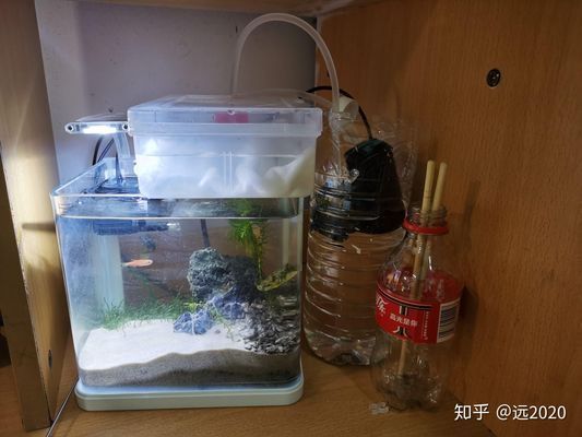 斑馬狗頭魚的日常飲食搭配：斑馬狗頭魚飼料自制方法,斑馬狗頭魚喂食量控制指南