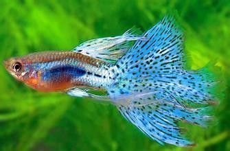 孔雀龍魚繁殖飼料多樣化實踐：孔雀龍魚的繁殖飼料多樣化實踐