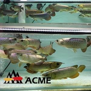 孔雀龍魚繁殖飼料多樣化實踐：孔雀龍魚的繁殖飼料多樣化實踐