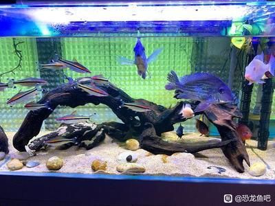 恐龍魚吧，恐龍魚吧中常見的討論話題 恐龍魚吧，恐龍魚吧中常見的討論話題 龍魚百科 第1張
