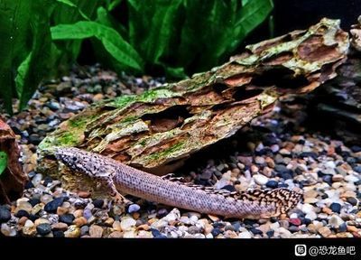 恐龍魚吧，恐龍魚吧中常見的討論話題 恐龍魚吧，恐龍魚吧中常見的討論話題 龍魚百科 第3張