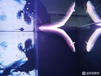 恐龍魚吧，恐龍魚吧中常見的討論話題 恐龍魚吧，恐龍魚吧中常見的討論話題 龍魚百科 第4張