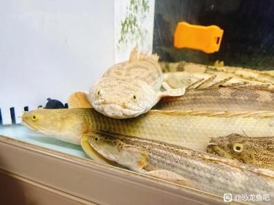 恐龍魚吧，恐龍魚吧中常見的討論話題 恐龍魚吧，恐龍魚吧中常見的討論話題 龍魚百科 第2張