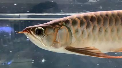 紅龍魚(yú)魚(yú)鰓起了泡泡還能吃嗎：紅龍魚(yú)魚(yú)鰓出現(xiàn)泡泡可能是由于多種原因引起的