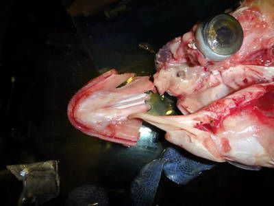 紅龍魚(yú)魚(yú)鰓起了泡泡還能吃嗎：紅龍魚(yú)魚(yú)鰓出現(xiàn)泡泡可能是由于多種原因引起的