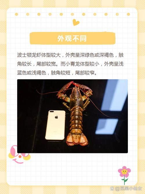 如何區分波士頓龍蝦和小青龍？