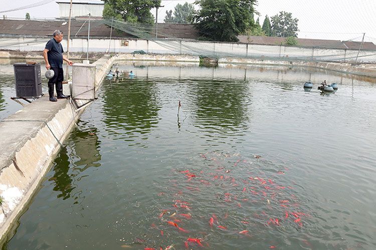 祥龍魚場觀賞魚怎么養的圖片（祥龍魚場養殖的基本知識和技巧，養殖觀賞魚的基本要點）
