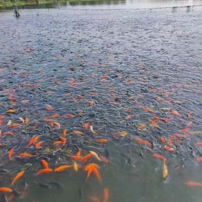 祥龍魚場觀賞魚怎么養的圖片（祥龍魚場養殖的基本知識和技巧，養殖觀賞魚的基本要點）