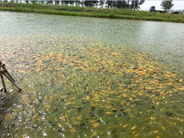 祥龍魚場觀賞魚怎么養的圖片（祥龍魚場養殖的基本知識和技巧，養殖觀賞魚的基本要點）