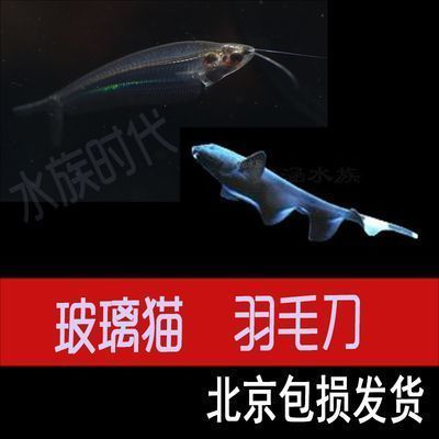 龍魚ph值8合適嗎：如何快速檢測龍魚缸ph值