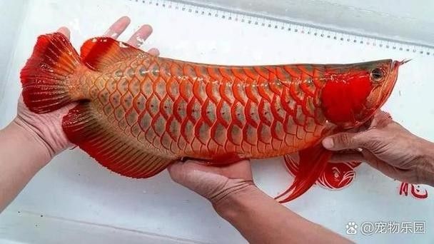 龍魚飼養知識大全圖解