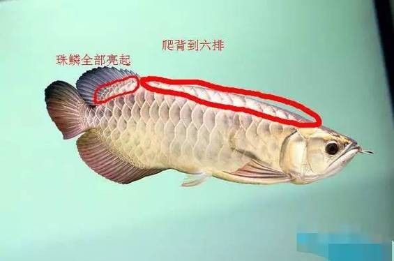 龍魚飼養知識大全圖解